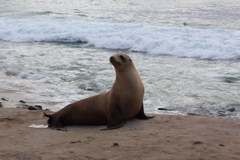 Набережная района La Jolla, Калифорнийский Морскиой лев